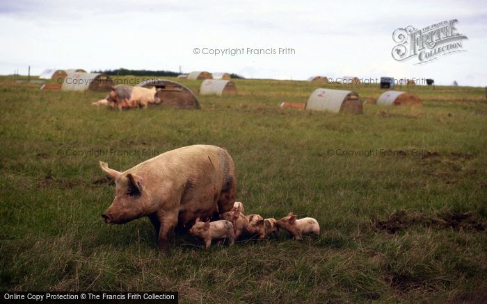 Photo of Tisbury, Sow And Piglets, Lawn Farm 1997