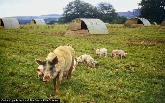 Photo of Tisbury, Sow And Piglets, Lawn Farm 1997