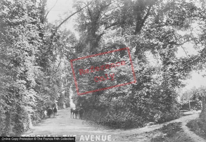 Photo of Tongham, The Avenue 1906
