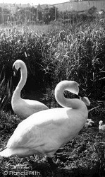 Swans And Cygnets c.1955, Torcross