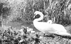 Swans And Cygnets c.1955, Torcross
