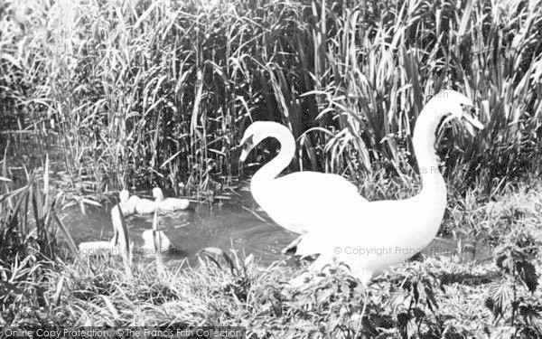 Photo of Torcross, Swans And Cygnets c.1955