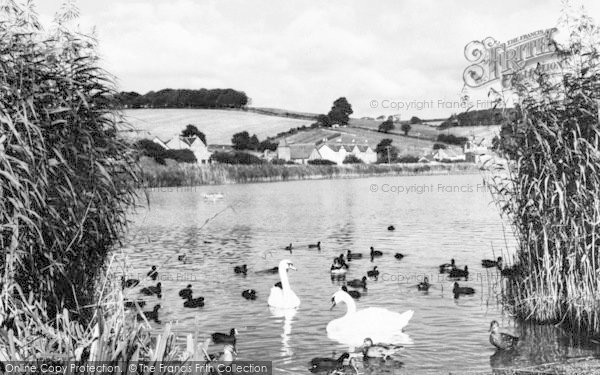 Photo of Torcross, Swans On Slapton Ley c.1960