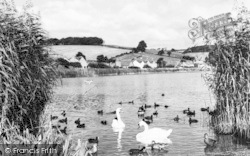 Swans On Slapton Ley c.1960, Torcross