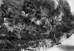 Terrace Walk, Exotic Plants 1901, Torquay