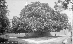 The Big Tree 1906, Totnes