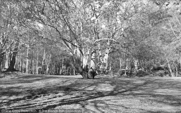 Photo of Toy's Hill, The Woods c.1955