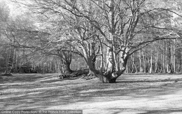 Photo of Toy's Hill, The Woods c.1955