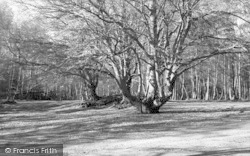 The Woods c.1955, Toy's Hill