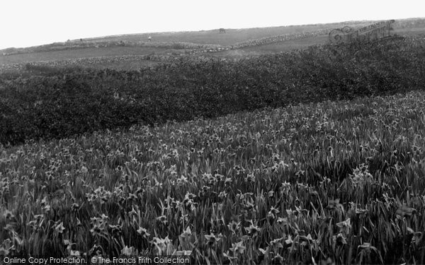 Photo of Tresco, A Flower Field 1894