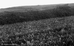A Flower Field 1894, Tresco