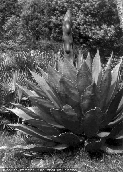 Photo of Tresco, Abbey Gardens, Aloe In Bud c.1955