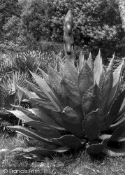 Abbey Gardens, Aloe In Bud c.1955, Tresco