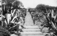 Abbey Gardens, Aloes Steps 1891, Tresco