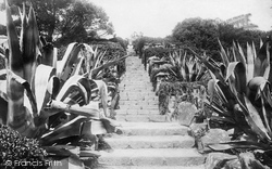 Abbey Gardens, Aloes Steps 1891, Tresco