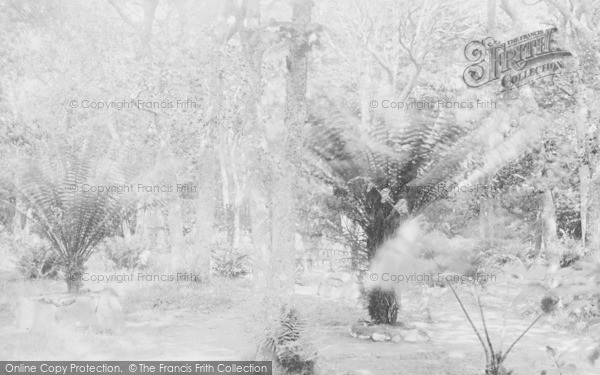 Photo of Tresco, Abbey Gardens, Tree Ferns 1891