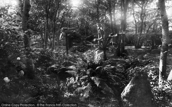 Photo of Tresco, Abbey Gardens, Tree Ferns 1892