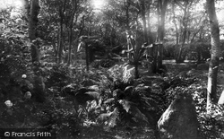 Abbey Gardens, Tree Ferns 1892, Tresco