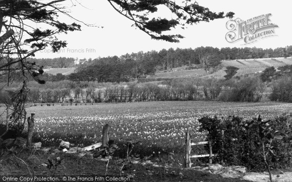 Photo of Tresco, An Abbey Bulb Field c.1955