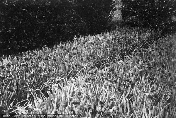 Photo of Tresco, Daffodils 1894