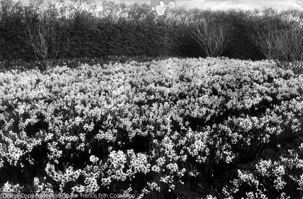 Photo of Tresco, Flowers, Grand Monarque 1894