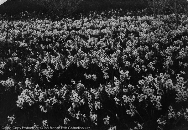 Photo of Tresco, Flowers, Grand Monarque 1894