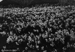Flowers, Grand Monarque 1894, Tresco