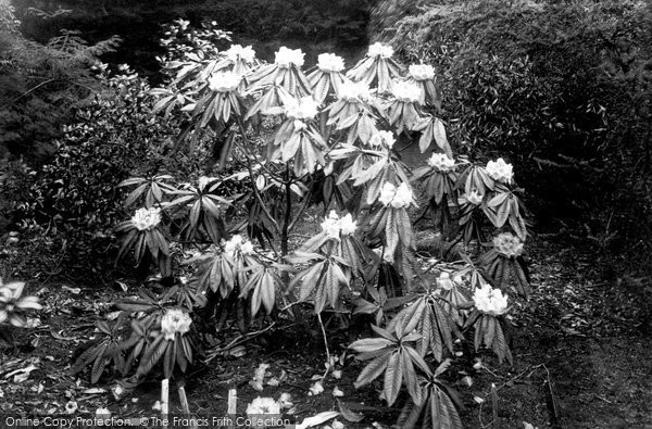 Photo of Tresco, Rhododendron 1894
