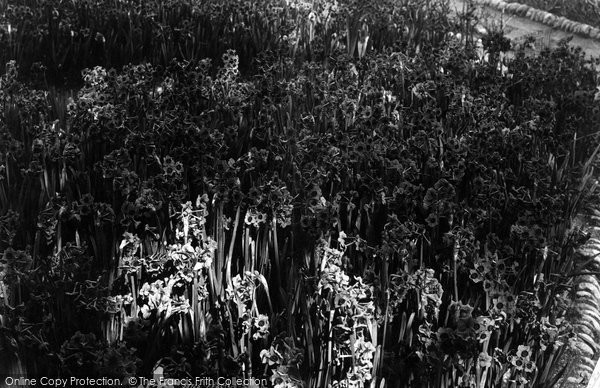 Photo of Tresco, Sols D'or 1894