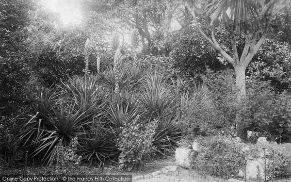 Photo of Tresco, The Abbey Gardens 1891