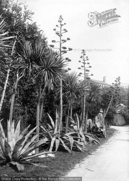 Photo of Tresco, The Abbey Gardens, Agave 1892