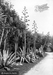 The Abbey Gardens, Agave 1892, Tresco