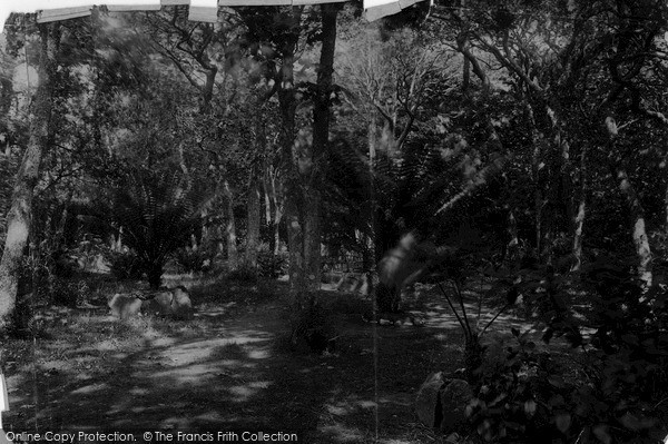 Photo of Tresco, The Abbey Gardens c.1891