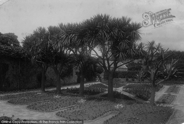 Photo of Tresco, The Abbey Gardens, Dracaenas 1891