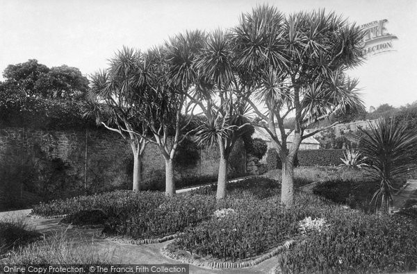 Photo of Tresco, The Abbey Gardens, Dracenas 1894