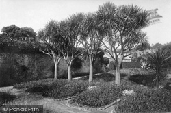 The Abbey Gardens, Dracenas 1894, Tresco