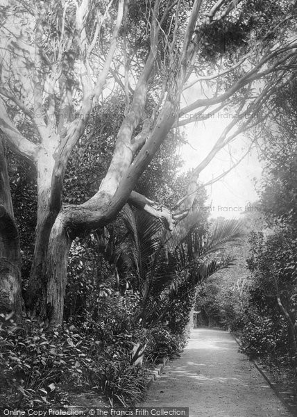 Photo of Tresco, The Abbey Gardens, Eucalyptus 1891
