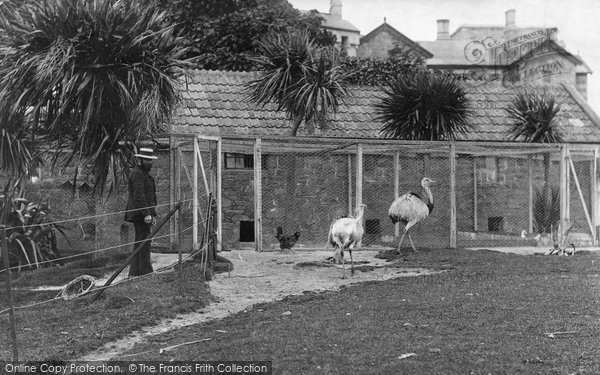 Photo of Tresco, The Abbey Gardens, Ostriches 1891
