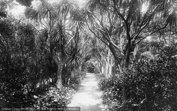 Photo of Tresco, The Abbey Gardens, Palm Avenue 1891