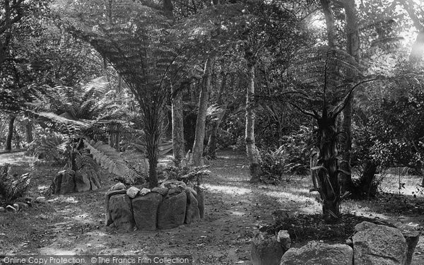 Photo of Tresco, The Abbey Gardens, Tree Ferns 1892