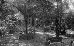 The Abbey Gardens, Tree Ferns 1892, Tresco