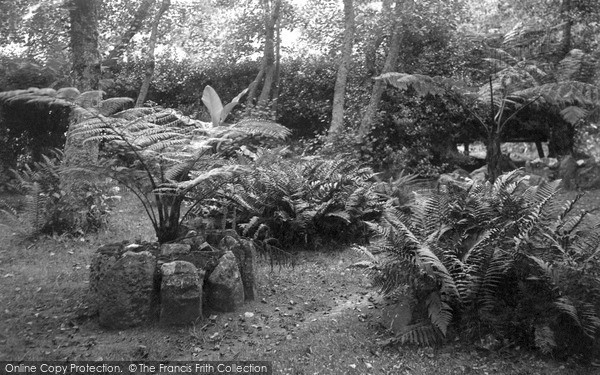 Photo of Tresco, The Abbey Gardens, Tree Ferns c.1891