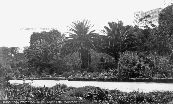 Photo of Tresco, The Abbey Gardens, Tropical Palms c.1955