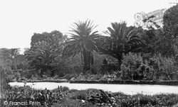 The Abbey Gardens, Tropical Palms c.1955, Tresco