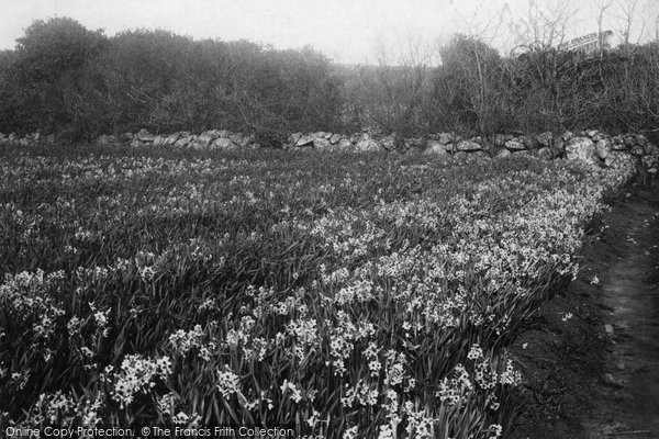 Photo of Tresco, Trevillicks 'grand Monarque' 1894