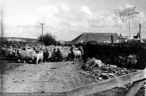 Photo of Trevone, Sheep On The Headland c.1955