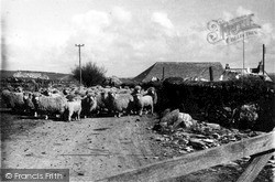 Sheep On The Headland c.1955, Trevone