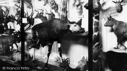 Museum, The Very Rare Okapi c.1955, Tring