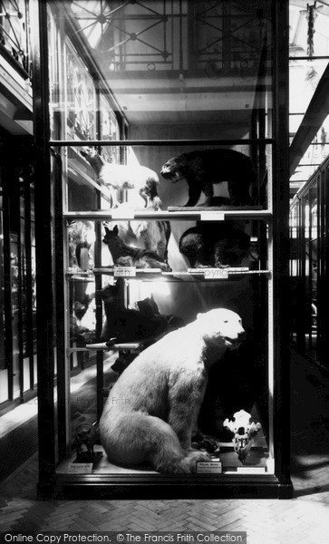 Photo of Tring, The Zoological Museum, Ground Floor c.1955