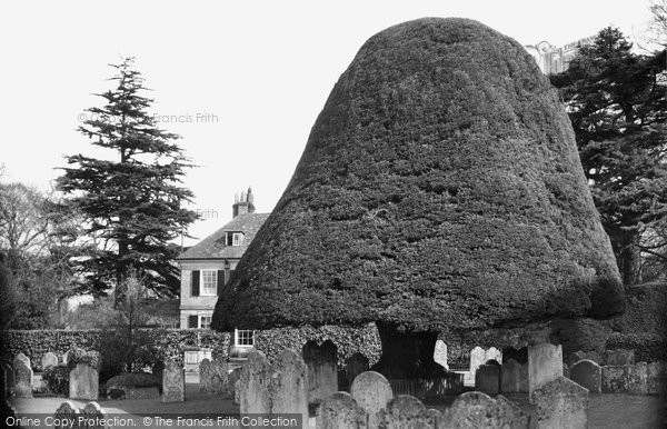 Photo of Twyford, 1000 Year Old Yew Tree, St Mary's Churchyard c.1955